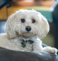 15 Hidden Genetic Links Between You and Animals You’d Never Expect