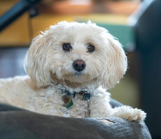 15 Hidden Genetic Links Between You and Animals You’d Never Expect