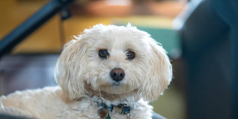 15 Hidden Genetic Links Between You and Animals You’d Never Expect