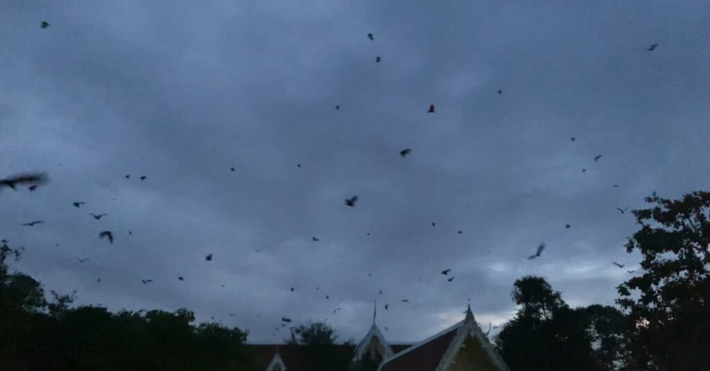 13 Ways Animals Can Sense Disasters Before They Happen