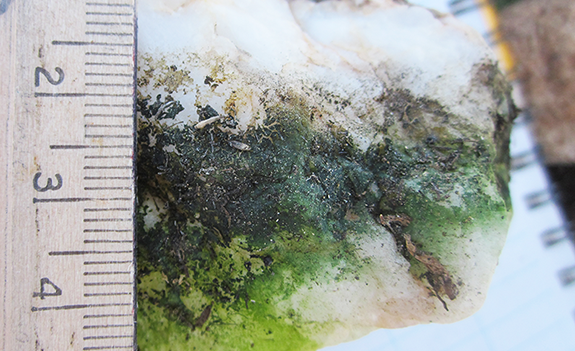 The Desert That’s Secretly Alive: 13 Hidden Ecosystems Scientists Just Found