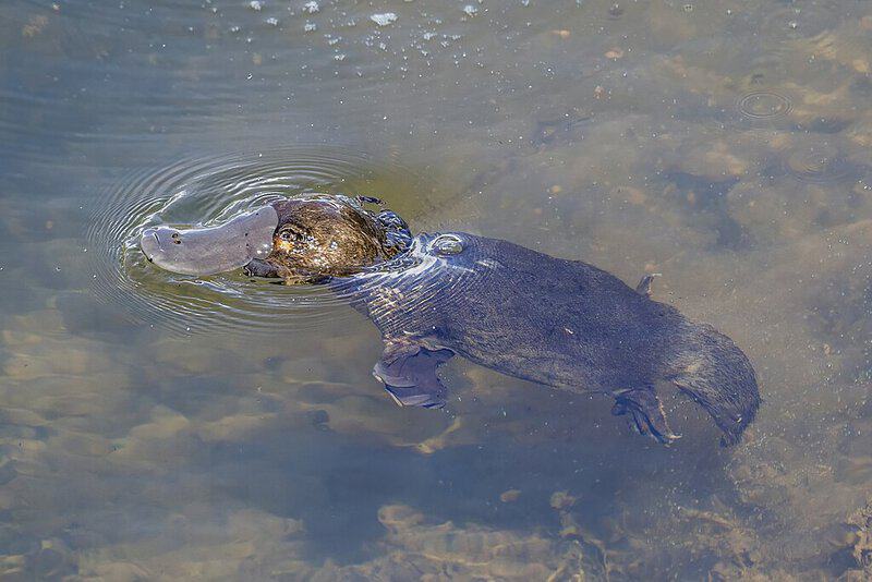 11 Creatures That Break Every Rule of Biology