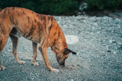 13 Ways Animals Can Sense Disasters Before They Happen