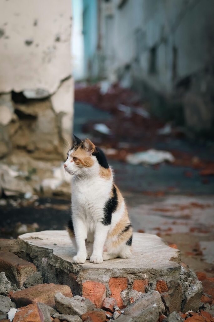 13 Ways Animals Can Sense Disasters Before They Happen