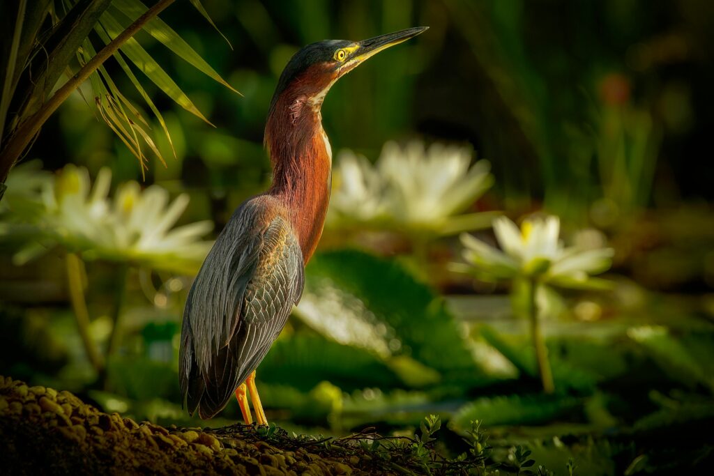 14 Species That Use Tools in Ways You Won’t Believe