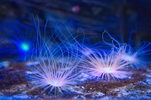 10 Theories About What’s Hiding in the Deep Ocean Trenches