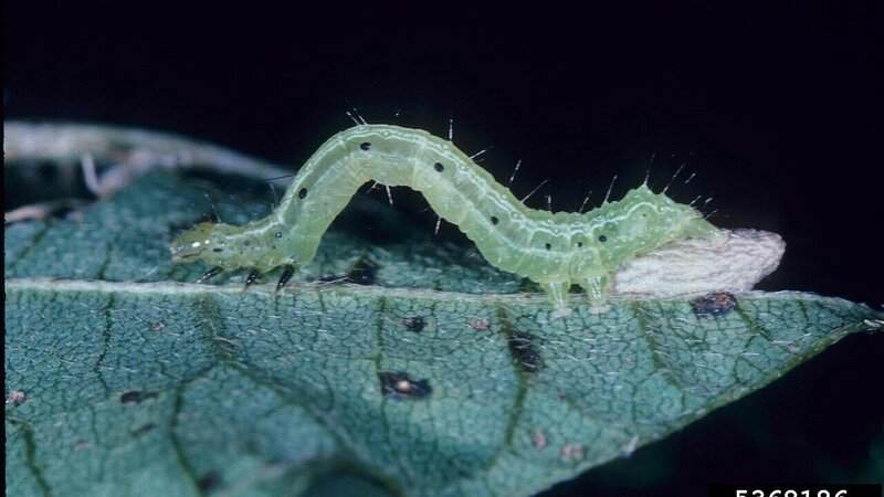 11 Parasitic Creatures That Can Control Their Host’s Mind