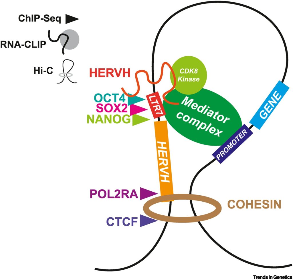 12 Ancient Viruses Still Living Inside Your DNA