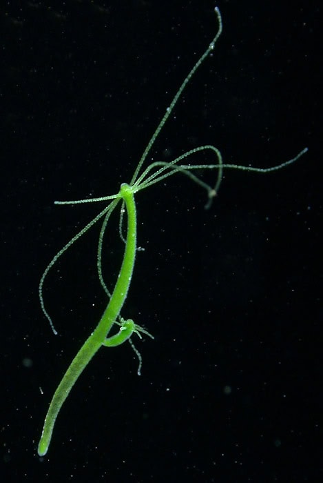 13 Species That Can Regrow Themselves From Almost Nothing