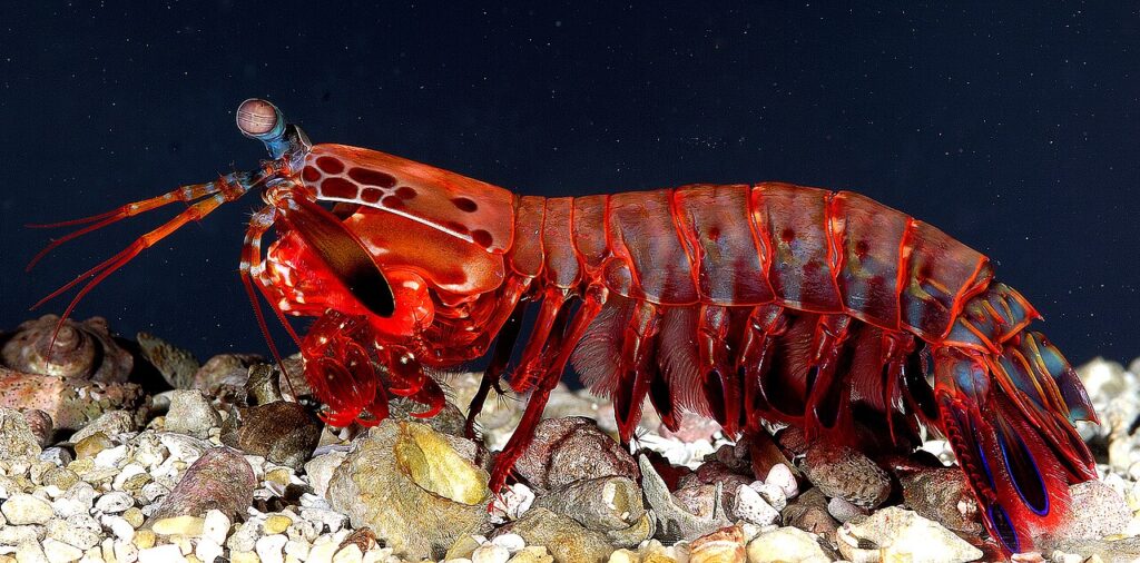 11 Creatures That Break Every Rule of Biology