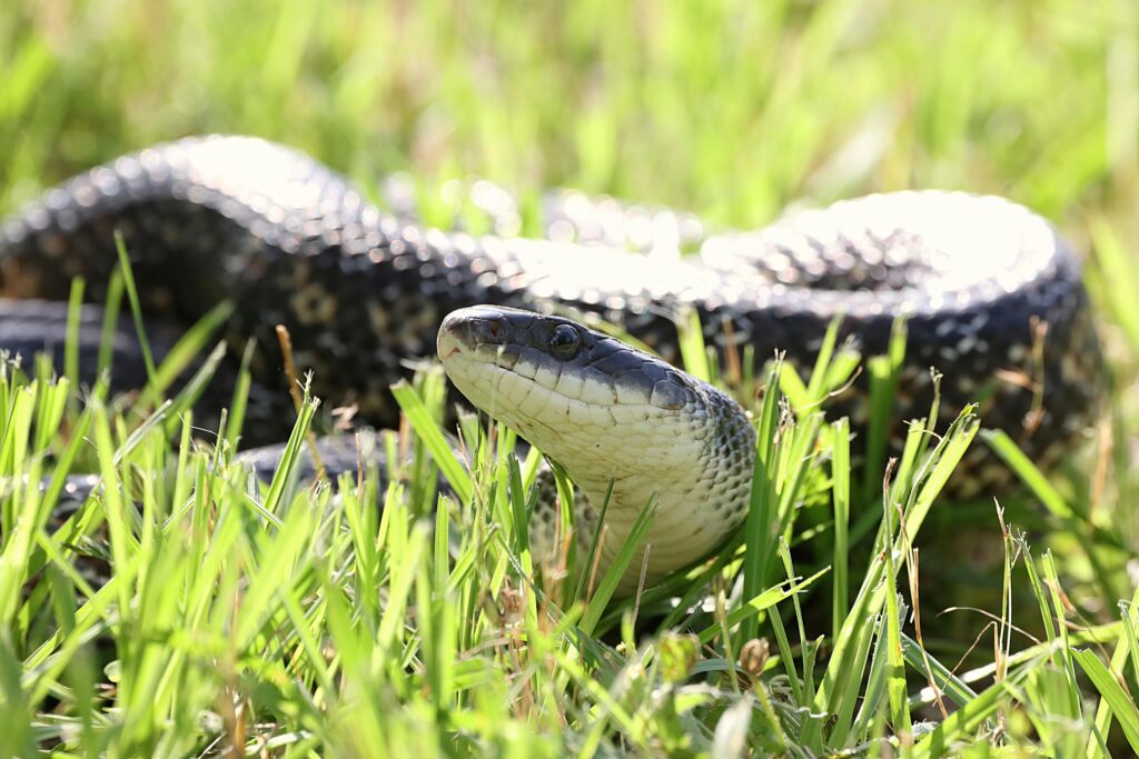 13 Ways Animals Can Sense Disasters Before They Happen