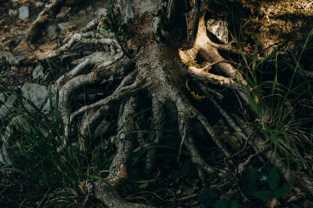 What If Trees Could Talk? 14 Reasons Why Scientists Are Starting to Think They Do