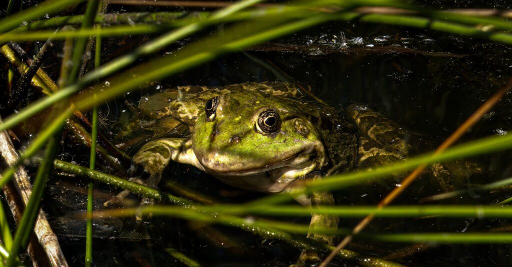 13 Ways Animals Can Sense Disasters Before They Happen