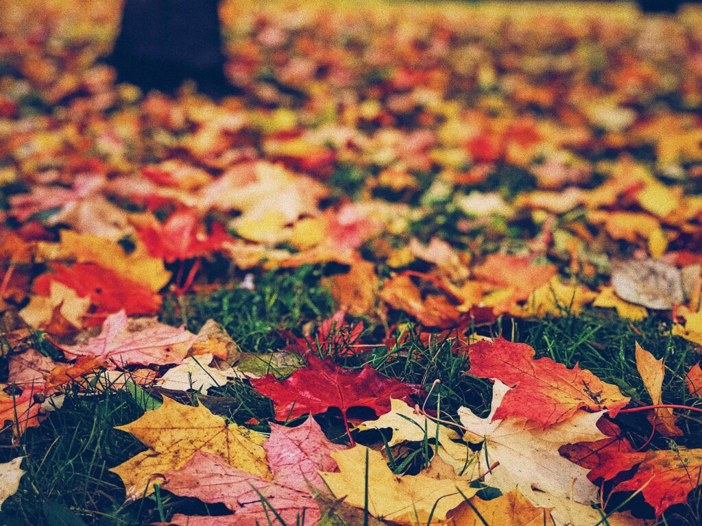 What If Trees Could Talk? 14 Reasons Why Scientists Are Starting to Think They Do