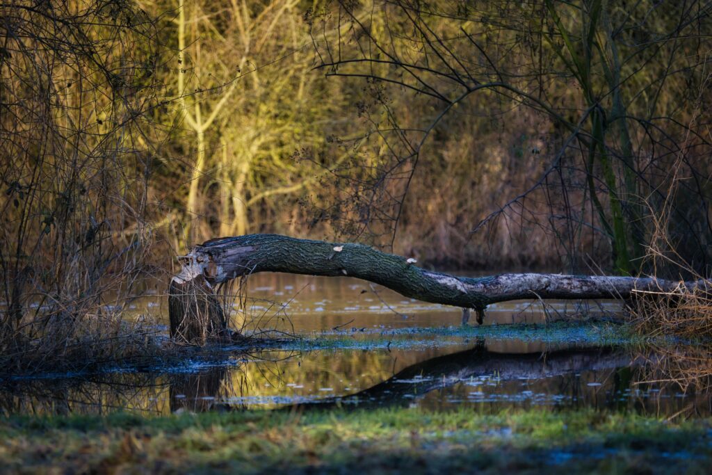 What If Trees Could Talk? 14 Reasons Why Scientists Are Starting to Think They Do