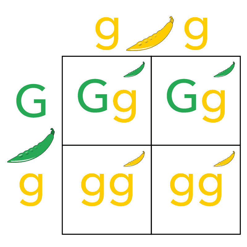 12 Ways Modern Genetics Finally Vindicated Gregor Mendel