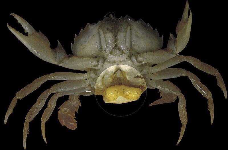 11 Parasitic Creatures That Can Control Their Host’s Mind