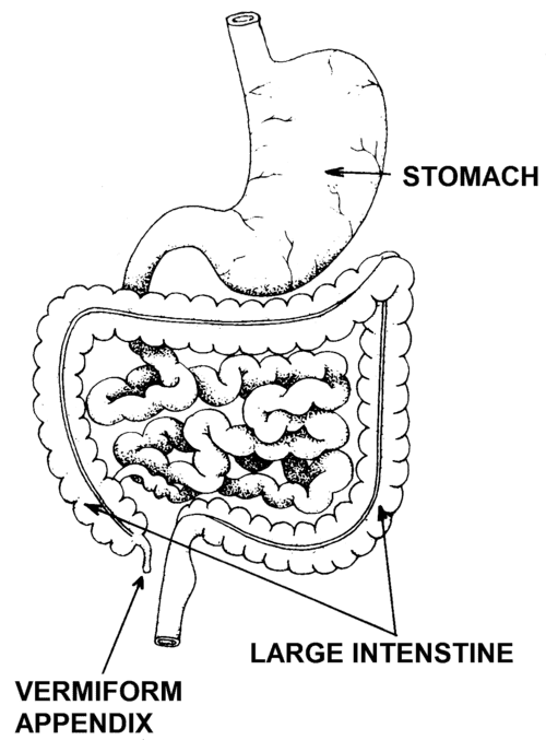 13 Human Organs You Didn’t Know You Still Have