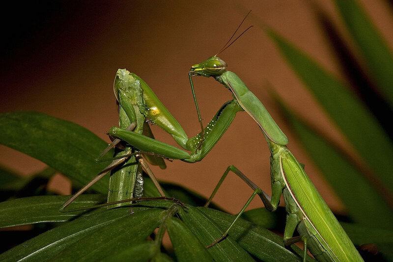 14 Weird Mating Habits of Insects That Redefine Reproduction
