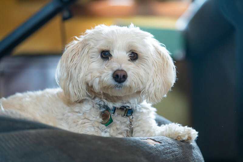 15 Hidden Genetic Links Between You and Animals You’d Never Expect