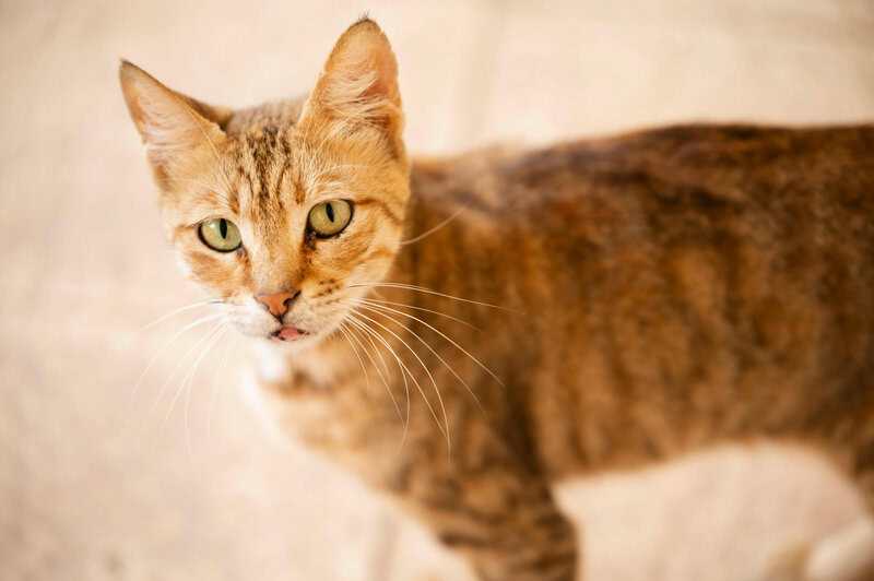 15 Hidden Genetic Links Between You and Animals You’d Never Expect