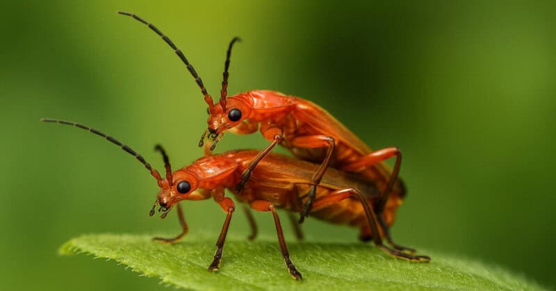 14 Weird Mating Habits of Insects That Redefine Reproduction
