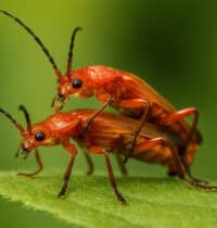 14 Weird Mating Habits of Insects That Redefine Reproduction