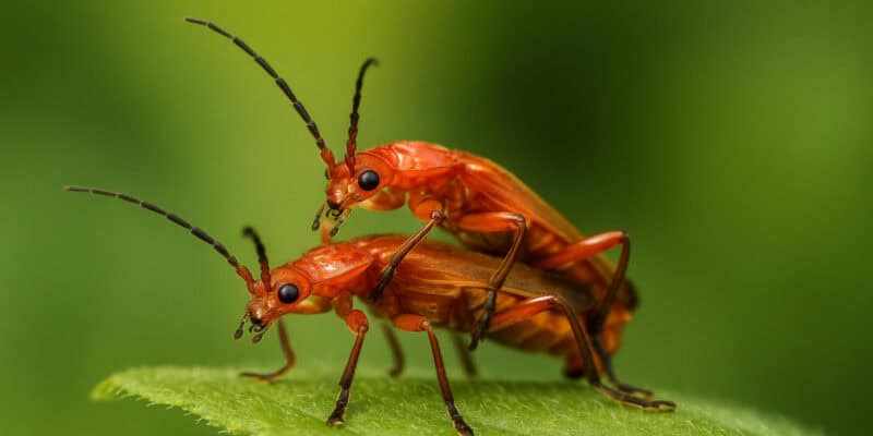 14 Weird Mating Habits of Insects That Redefine Reproduction