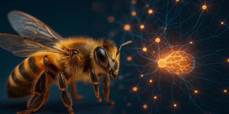11 Astonishing Ways Bees Are Smarter Than You Think