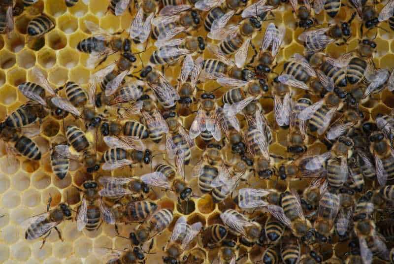 11 Astonishing Ways Bees Are Smarter Than You Think