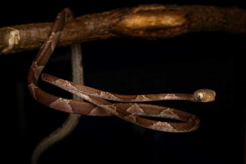 13 Trees That Completely Break the Rules of Biology