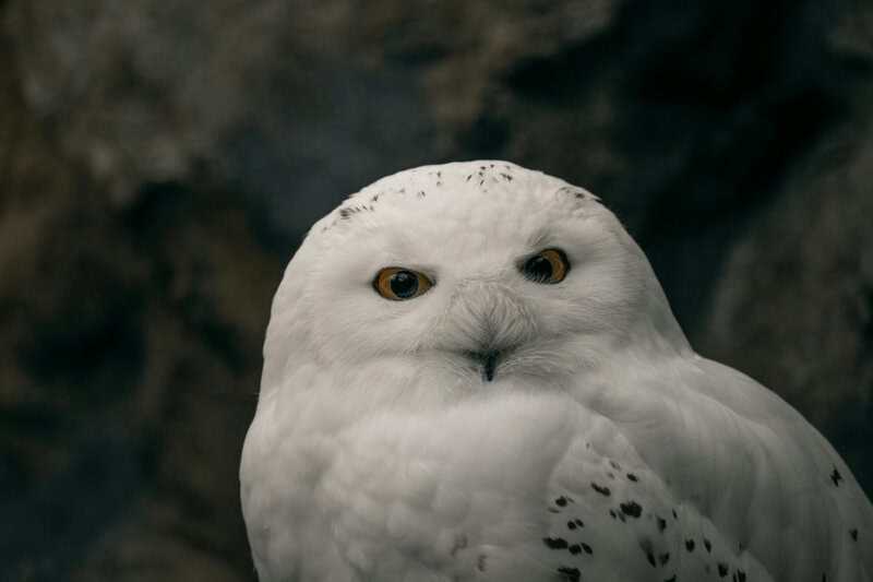 14 Strange Animals Thriving Near the North Pole Against All Odds