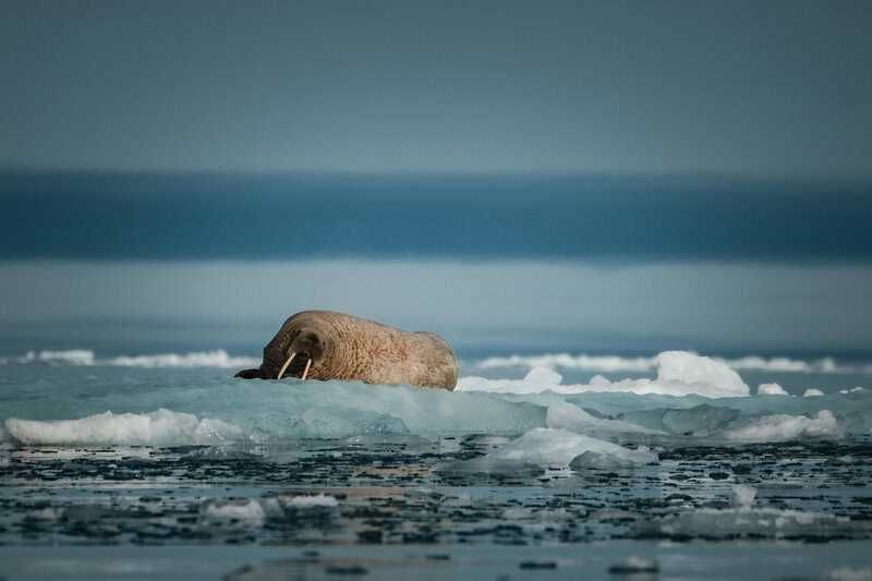 14 Strange Animals Thriving Near the North Pole Against All Odds