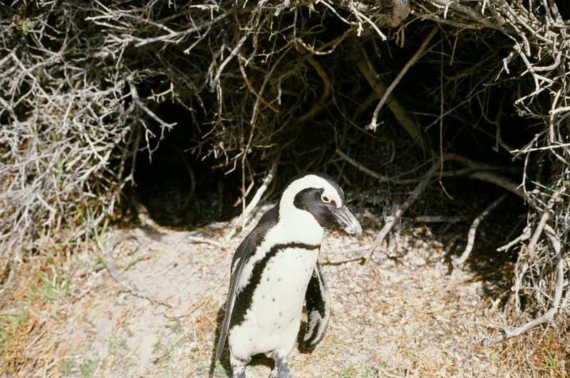 13 Penguin Species With Superpowers You Never Knew Existed