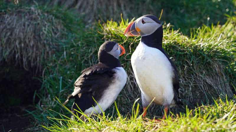 14 Strange Animals Thriving Near the North Pole Against All Odds