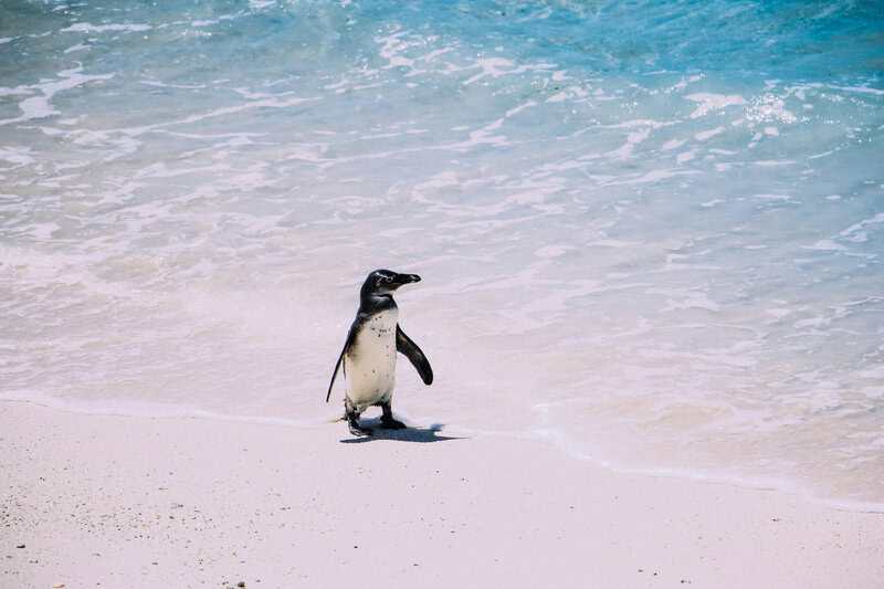 13 Penguin Species With Superpowers You Never Knew Existed