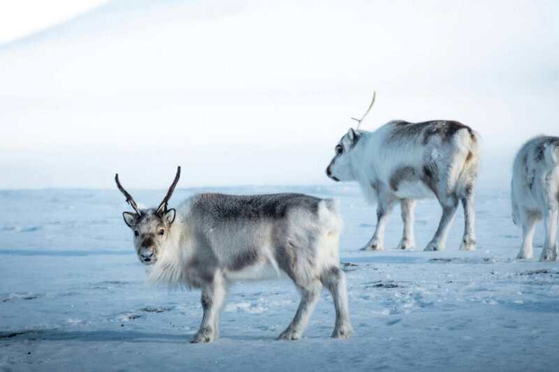 11 Real Reindeer Behaviors That Inspired Holiday Folklore