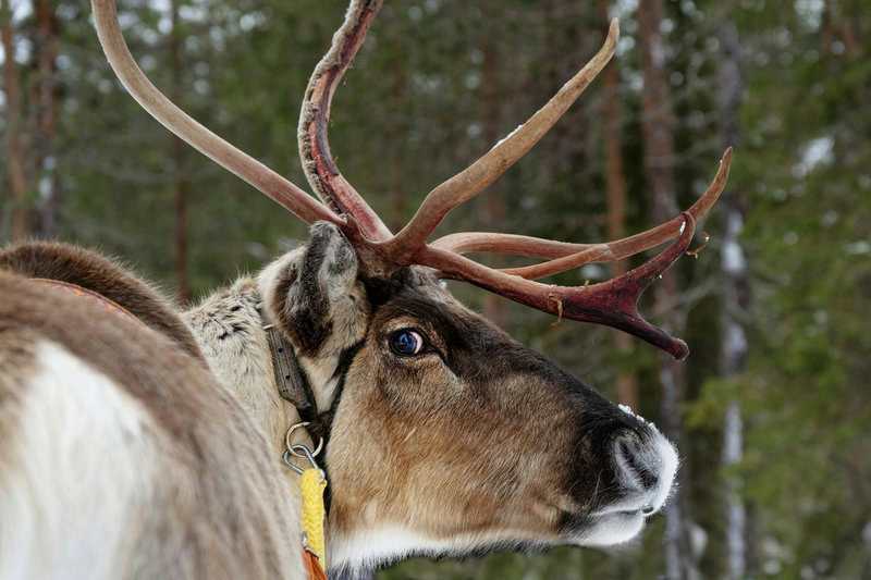 11 Real Reindeer Behaviors That Inspired Holiday Folklore