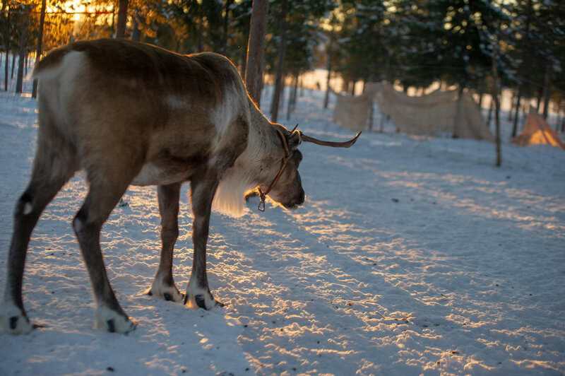 11 Real Reindeer Behaviors That Inspired Holiday Folklore