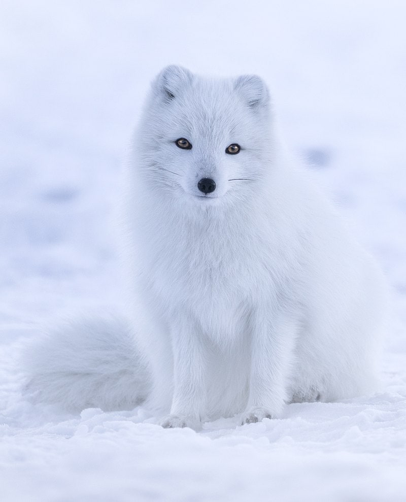 14 Strange Animals Thriving Near the North Pole Against All Odds