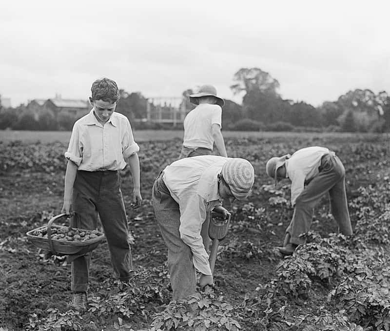 11 George Washington Carver Experiments That Turned Plants Into Miracles