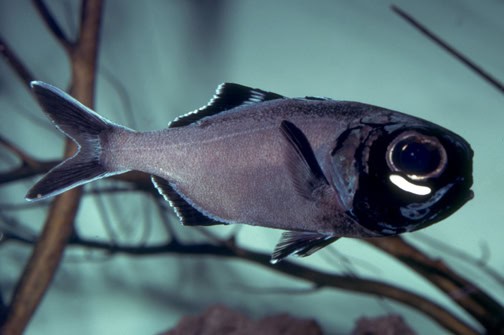 15 Bizarre Ways Marine Life Uses Sound, Light, and Electricity to Communicate