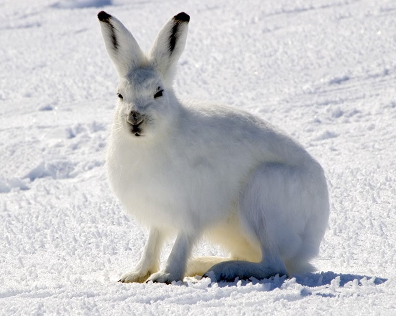 14 Strange Animals Thriving Near the North Pole Against All Odds
