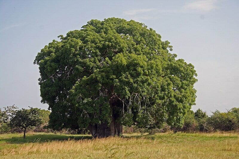 13 Trees That Completely Break the Rules of Biology