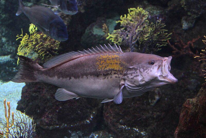 15 Bizarre Ways Marine Life Uses Sound, Light, and Electricity to Communicate