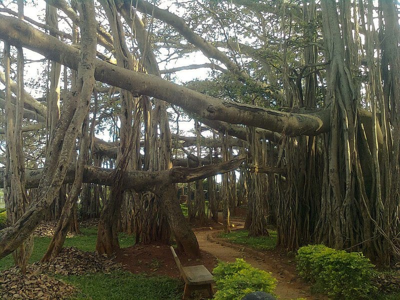 13 Trees That Completely Break the Rules of Biology