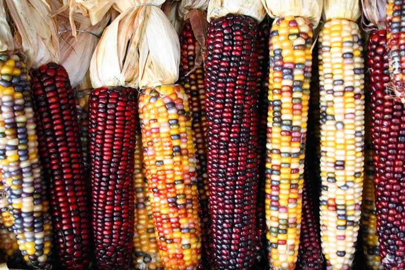 The Science of the Harvest: 10 Ways Early Agriculture Shaped Thanksgiving