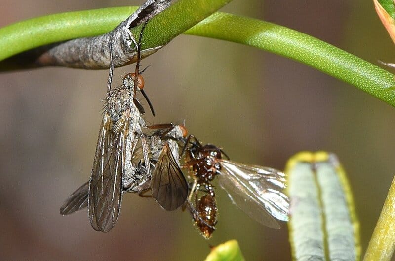14 Weird Mating Habits of Insects That Redefine Reproduction