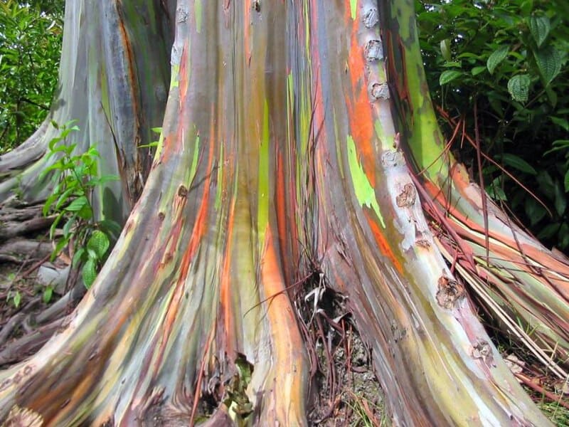 13 Trees That Completely Break the Rules of Biology