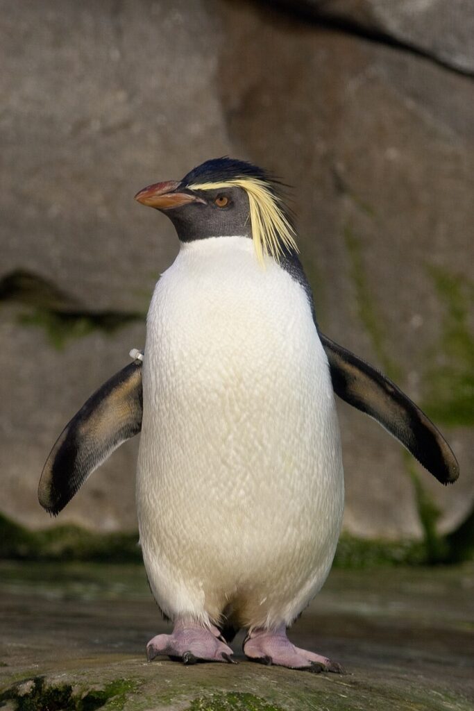 13 Penguin Species With Superpowers You Never Knew Existed
